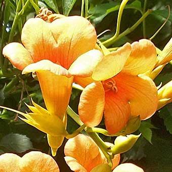 Gelbe Trompetenblume "Campsis radic. Flava" - Blüte in Trompetenform Gelbe Trompetenblume "Flava" (Campsis radicans Flava) - 60-100cm ab 5St.
