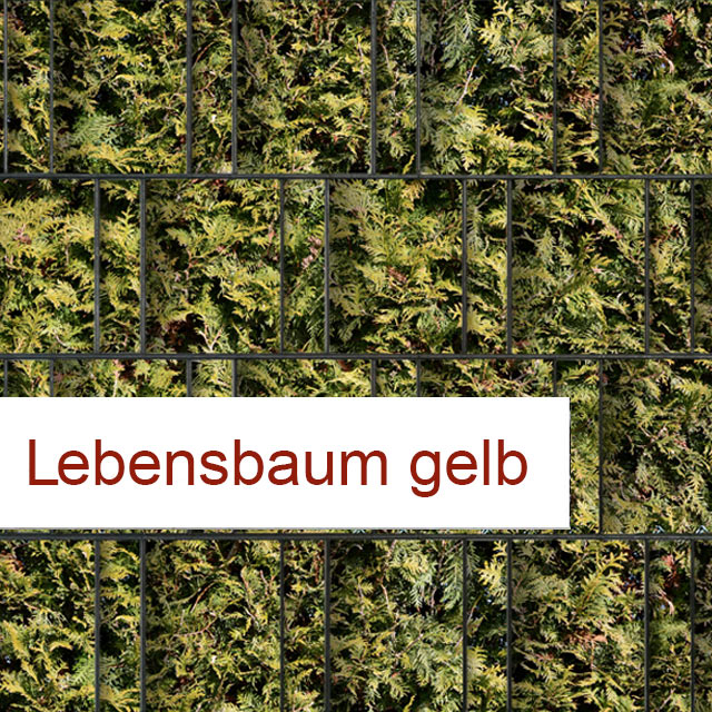 Lebensbaum gelb