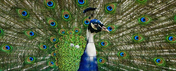 Pfau - Bedrucktes Tierzaunposter