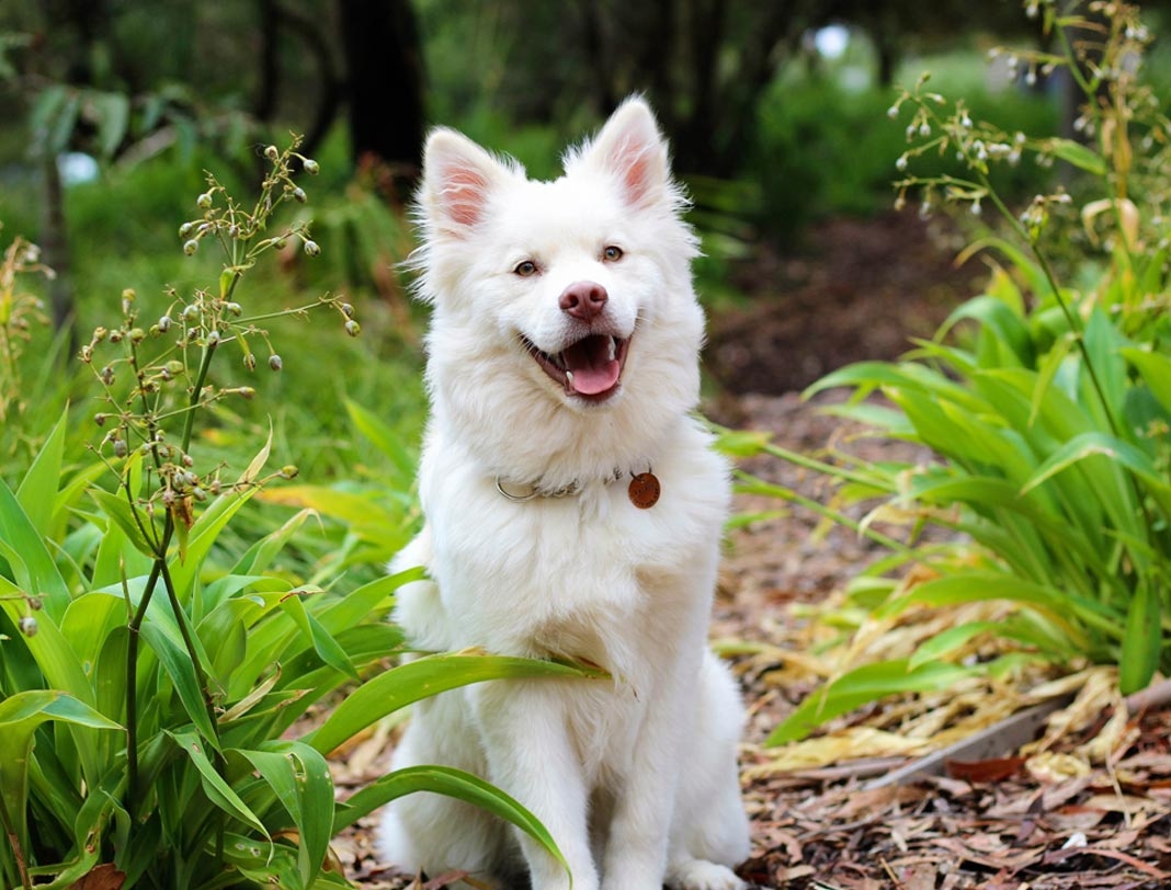 Schäferhundwelpe,10