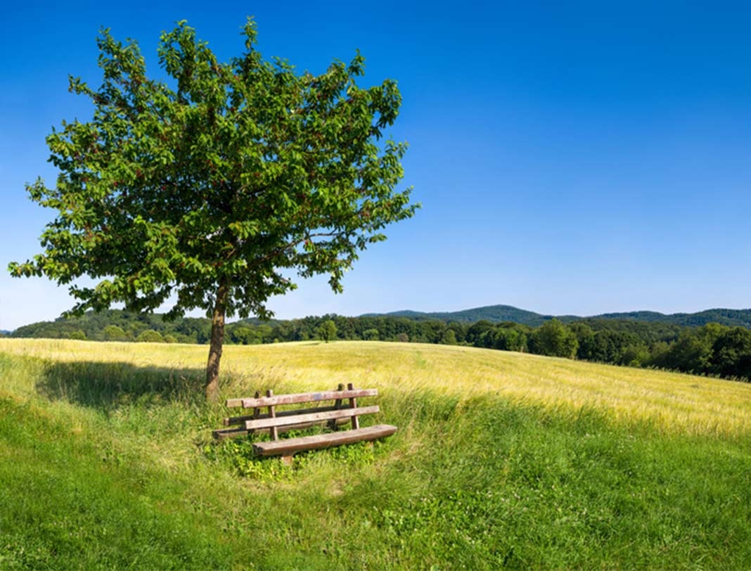 Baum mit Parkbank,10