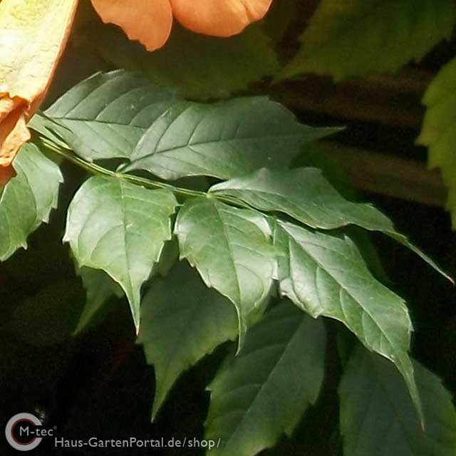 Gelbe Trompetenblume "Campsis radic. Flava" - Blatt Gelbe Trompetenblume "Flava" (Campsis radicans Flava) - 60-100cm ab 5St.