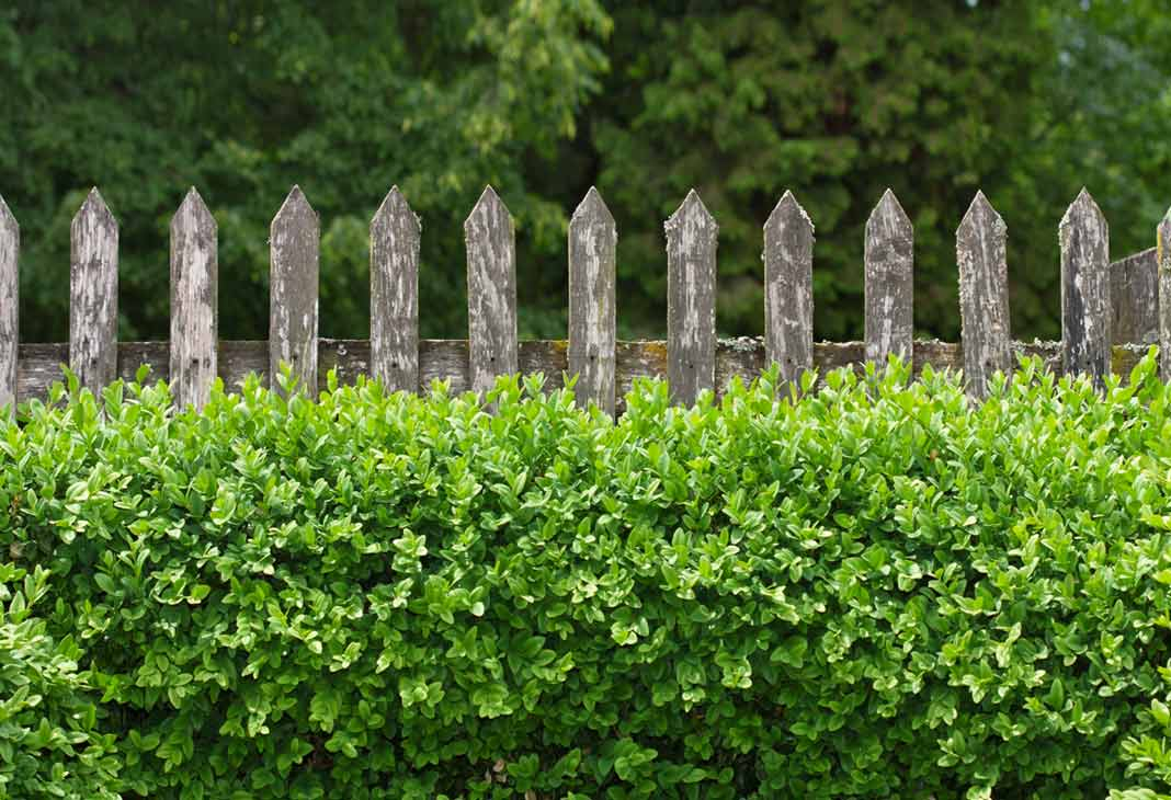 Zaun mit Buxbaum,9