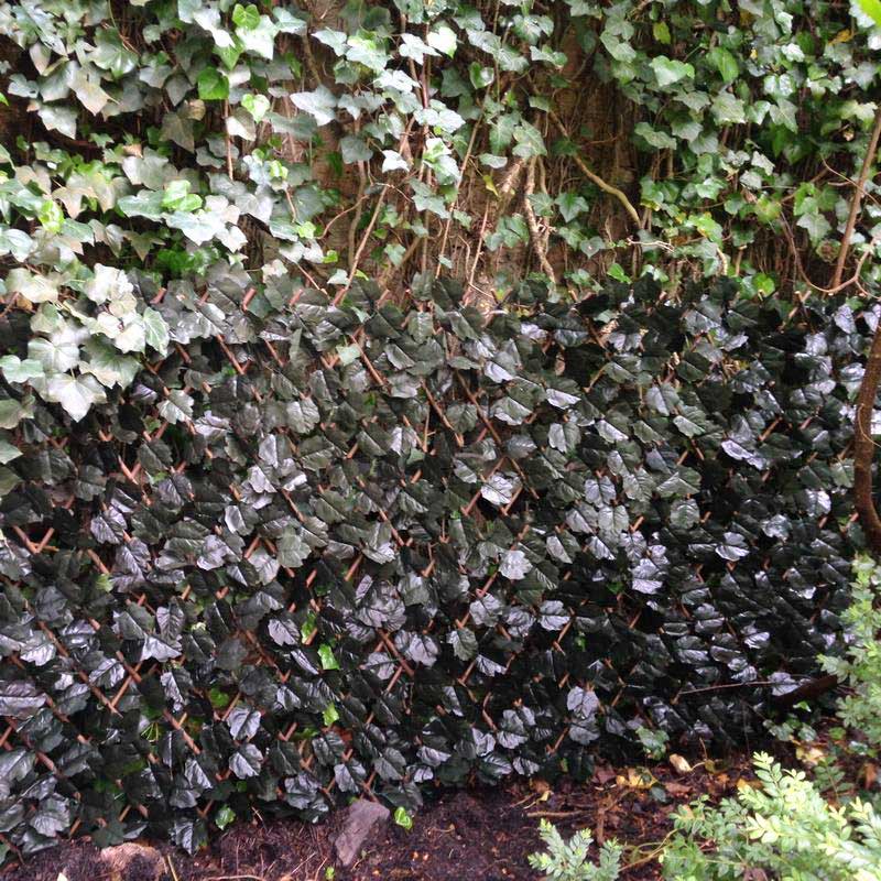 Rankhecke Weide  bewachsen im Garten an der Terrassse Rankhecke Weide-1 x 2 m