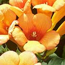 Gelbe Trompetenblume "Campsis radic. Flava" Gelbe Trompetenblume "Flava" (Campsis radicans Flava) - 60-100cm ab 5St.