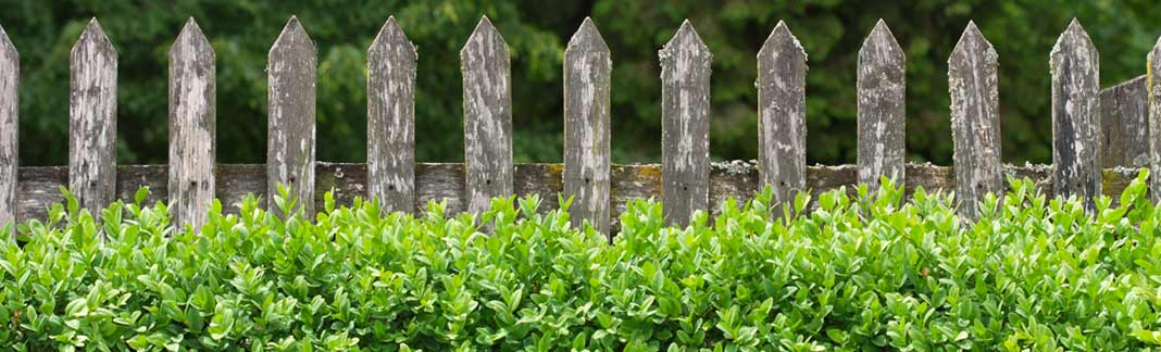 Zaun mit Buxbaum,4