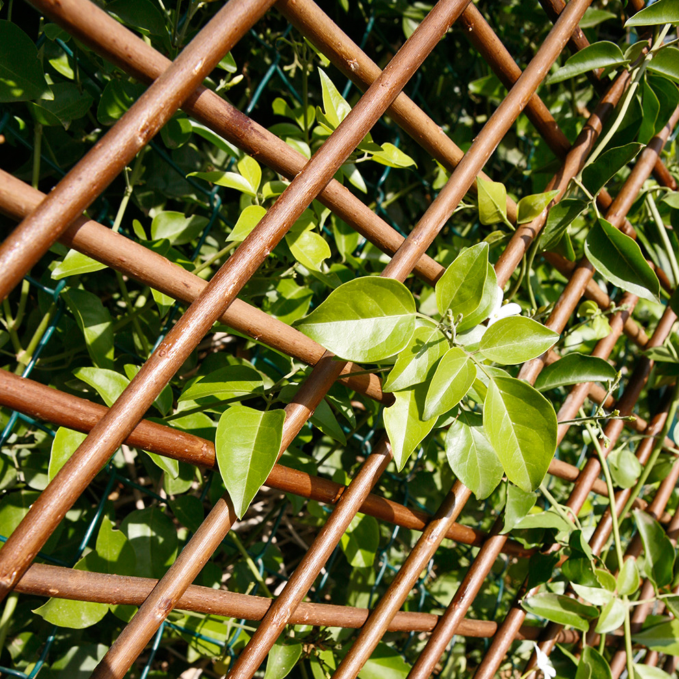 Spalier aus Weide mit Kletterpflanzen als Sichtschutz Spalier aus Weide zum Ausziehen