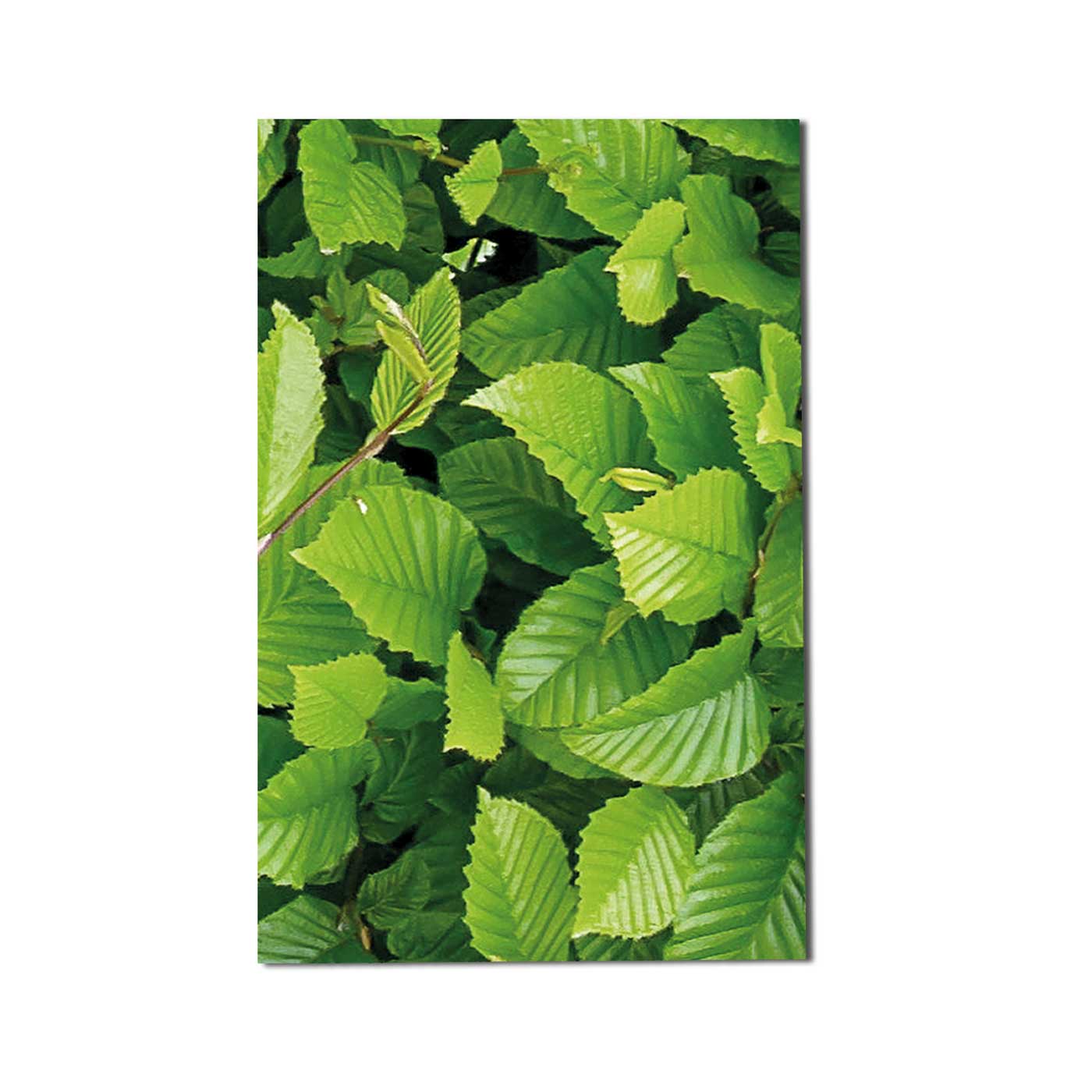 Hart-PVC-Hainbuche