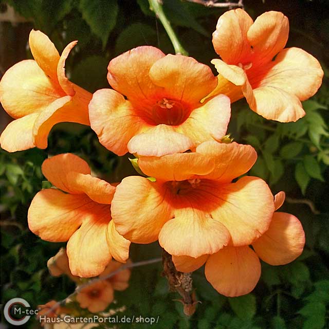 Gelbe Trompetenblume "Campsis radic. Flava" Gelbe Trompetenblume "Flava" (Campsis radicans Flava) - 60-100cm ab 5St.