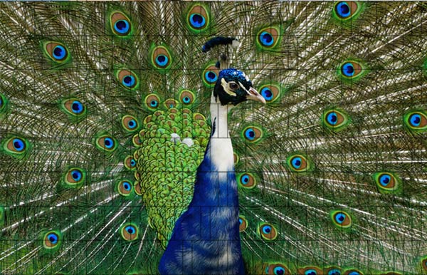 Pfau - Bedrucktes Tierzaunposter