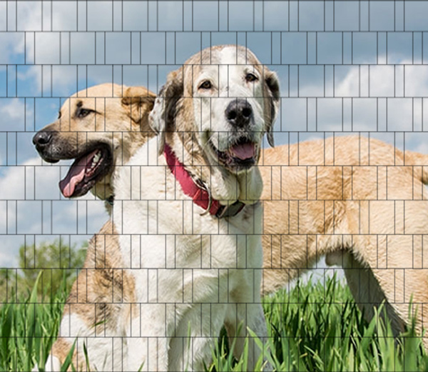 Hunde - Bedruckter Zaun-Sichtschutz