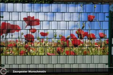 Mohn Sichtschutz im Garten