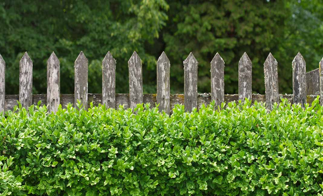 Zaun mit Buxbaum,8