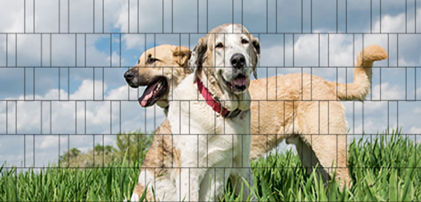 Hunde - Bedruckter Zaun-Sichtschutz
