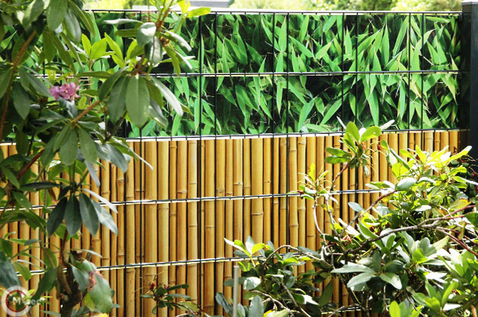 Bambus mit Bambushecke