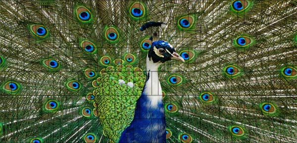 Pfau - Bedrucktes Tierzaunposter