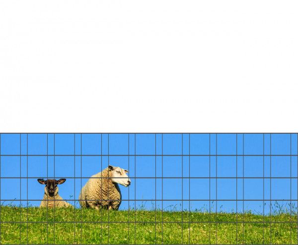 Schafe - Poster für Gittermattenzaun