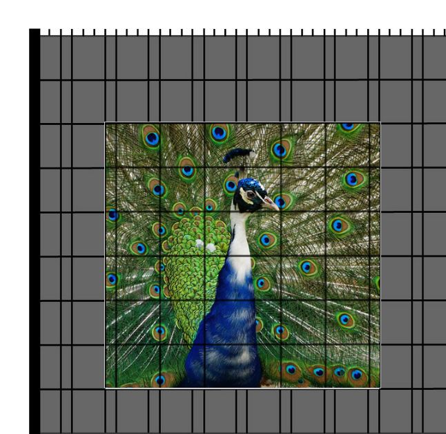 M-tec PRINT® Zaunfenster | Tier Motiv Pfau