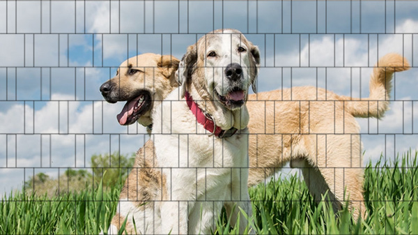 Hunde - Bedruckter Zaun-Sichtschutz