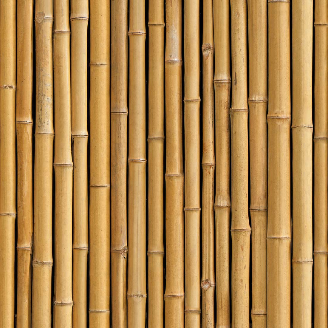 M-tec print® Balkonplane | Banner Bambus
