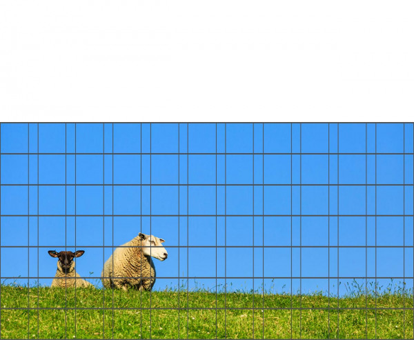 Schafe - Poster für Gittermattenzaun