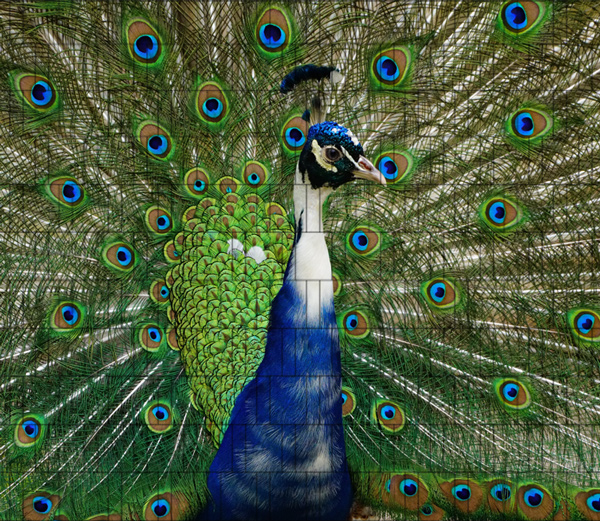 Pfau - Bedrucktes Tierzaunposter
