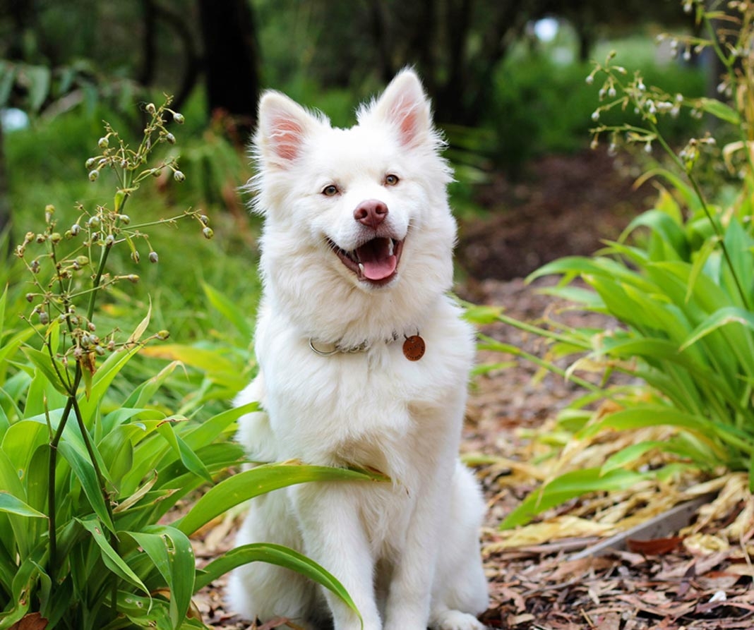 Schäferhundwelpe,11