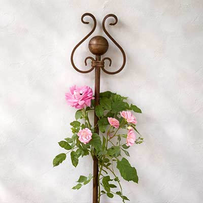 Rosenstab -Rankgerüst Typ 'Austin'