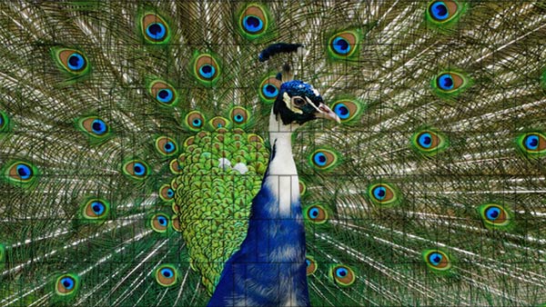 Pfau - Bedrucktes Tierzaunposter