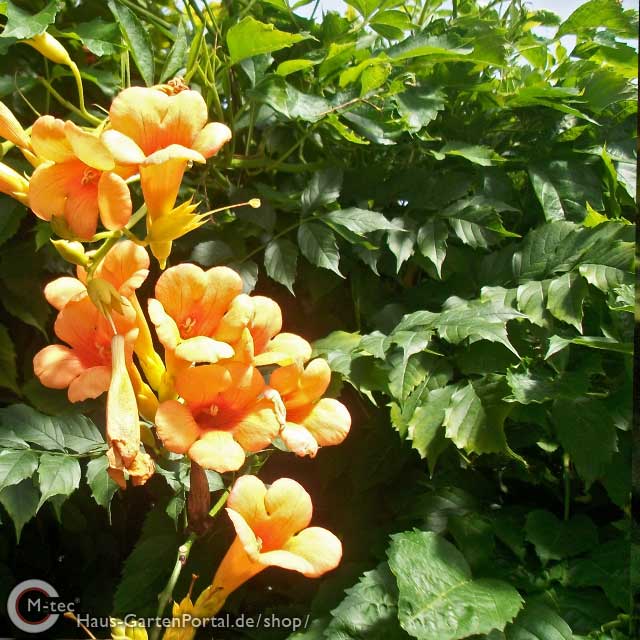Gelbe Trompetenblume "Campsis radic. Flava" - als Hecke Gelbe Trompetenblume "Flava" (Campsis radicans Flava) - 60-100cm ab 5St.