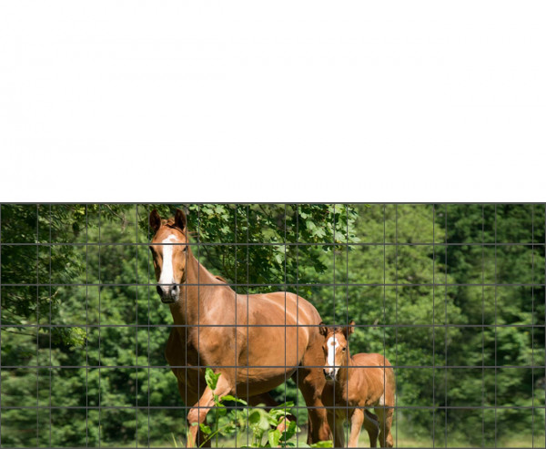 Hunde - Bedruckter Zaun-Sichtschutz