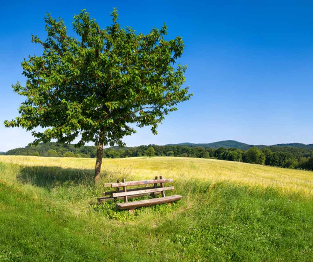 Baum mit Parkbank,11