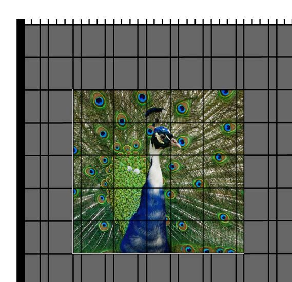 M-tec PRINT® Zaunfenster | Tier Motiv Pfau
