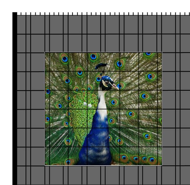 M-tec PRINT® Zaunfenster | Tier Motiv Pfau