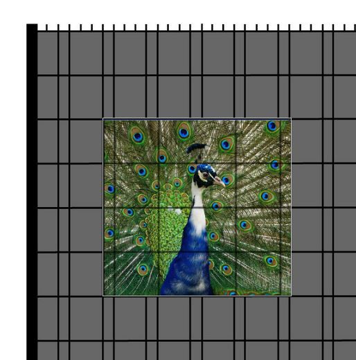 M-tec PRINT® Zaunfenster | Tier Motiv Pfau