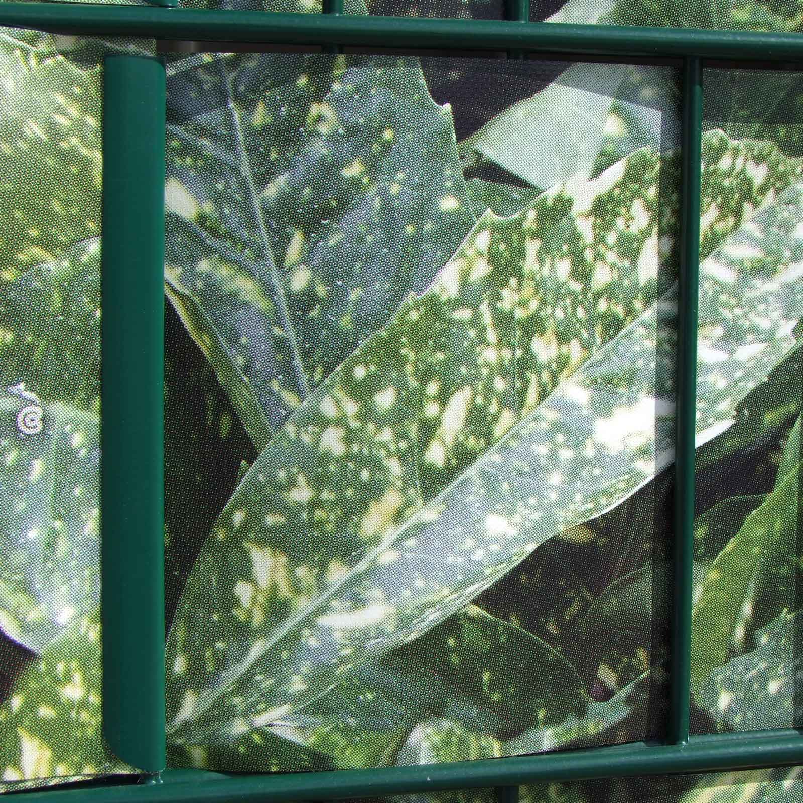 "M-tec print®" Zaunstreifen Aukube Hecke "M-tec print®" Zaunstreifen Aukube Hecke